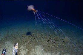 rare bigfin squid footage