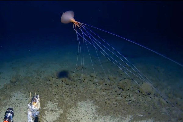 rare bigfin squid footage