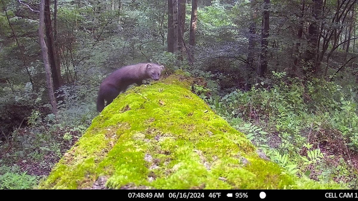 Best Selling Products rare-fisher-on-Pennsylvania-trail-cam ‘A Needle in a Haystack’: Path Cam Movies Uncommon Fisher in Pennsylvania Blog  