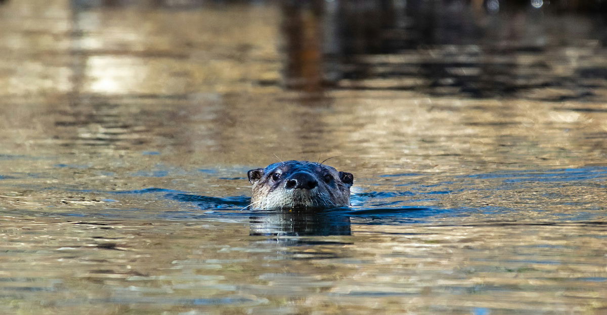 Best Selling Products river-otter-attacks-child River Otter Drags Younger Baby Underwater in Washington State Blog  