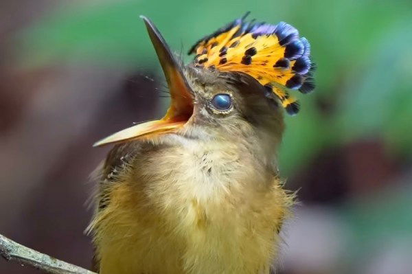 royal flycatcher sprouts headdress