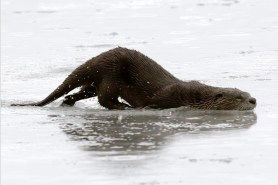 sliding otter