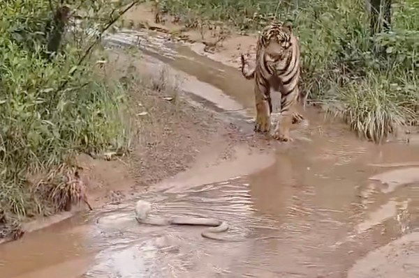 tiger and cobra in india