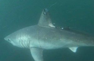 what ate this pregnant porbeagle shark