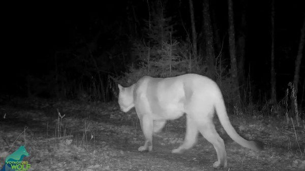 Cougar in Voyageurs national park