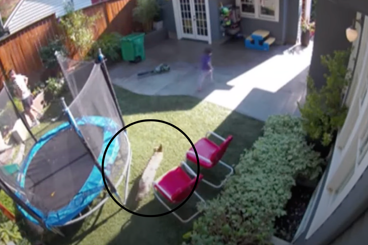 Coyote chases girl through backyard