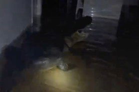 alligator flooded house florida