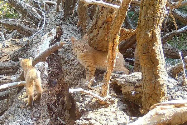 baby bobcats trail cam