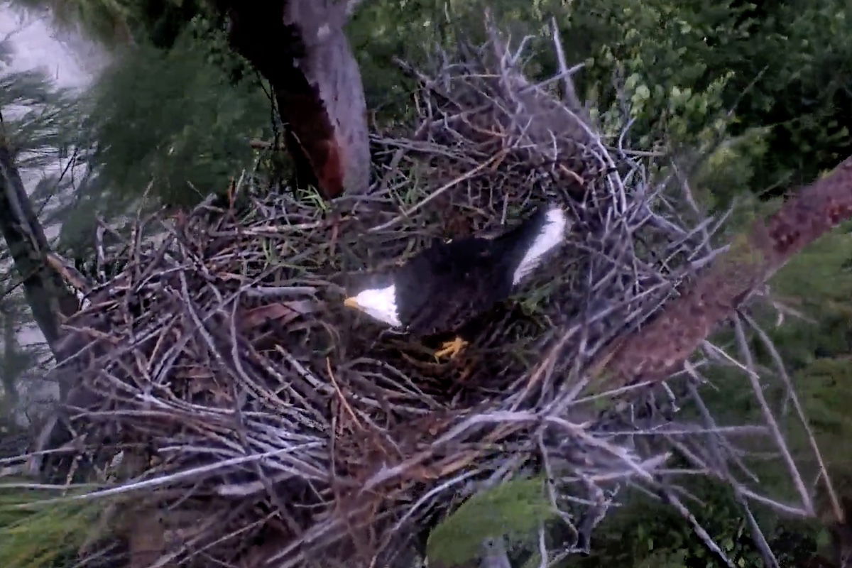 bald eagle hurricane milton video