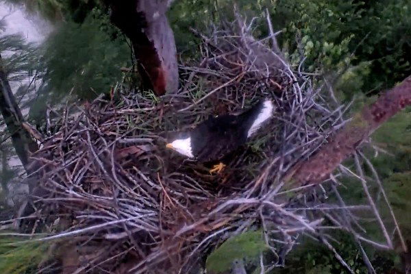 bald eagle hurricane milton video