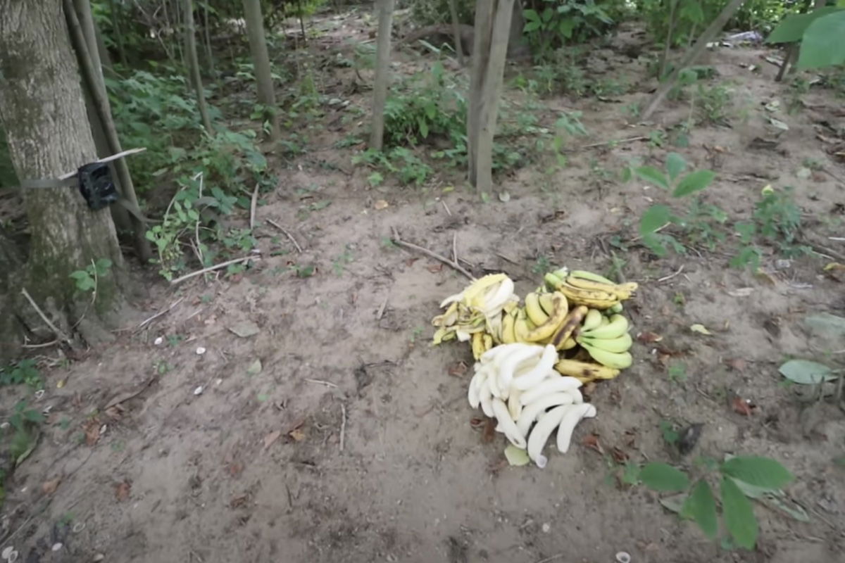 bananas left in the woods trail cam