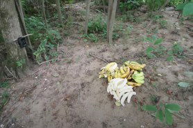 bananas left in the woods trail cam