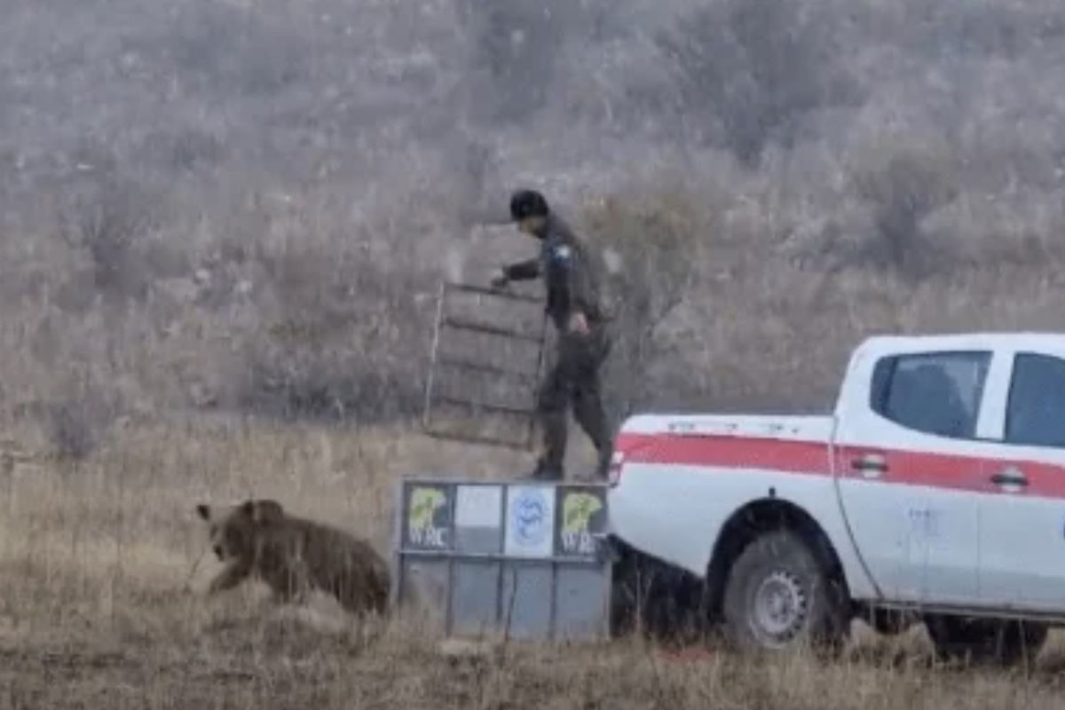 bear attacked rescuer