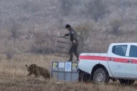 bear attacked rescuer