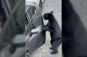 black bear opened car door