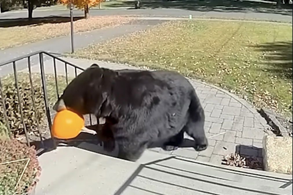 black bear steals pumpkin