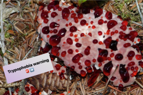 bleeding tooth fungus