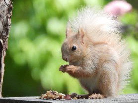 blonde squirrel botanic garden