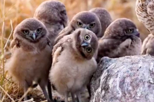 burrowing owl bobbing video