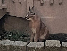 caracal spotted in chicago illinois suburbs