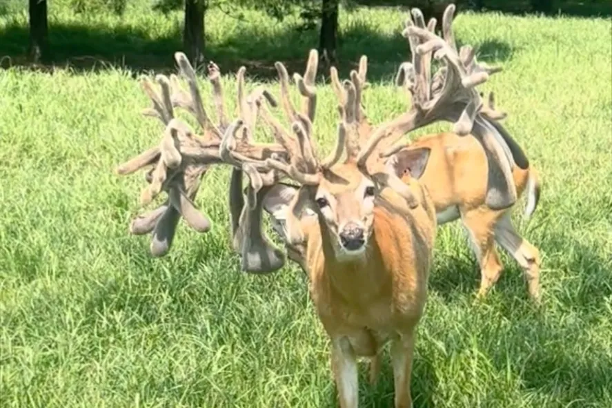 A deer named 'Top Gun' is going viral for his antlers that resemble a ...