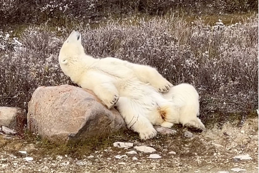 chillin like a polar bear