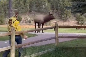 colorado man throws starbucks at elk