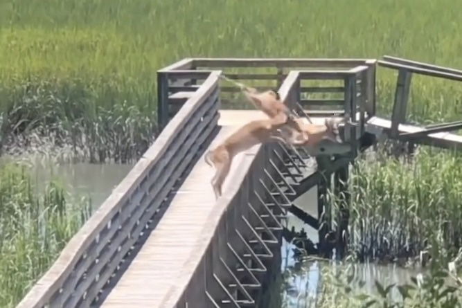 deer leap off bridge