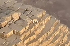 dog on top of giza pyramid