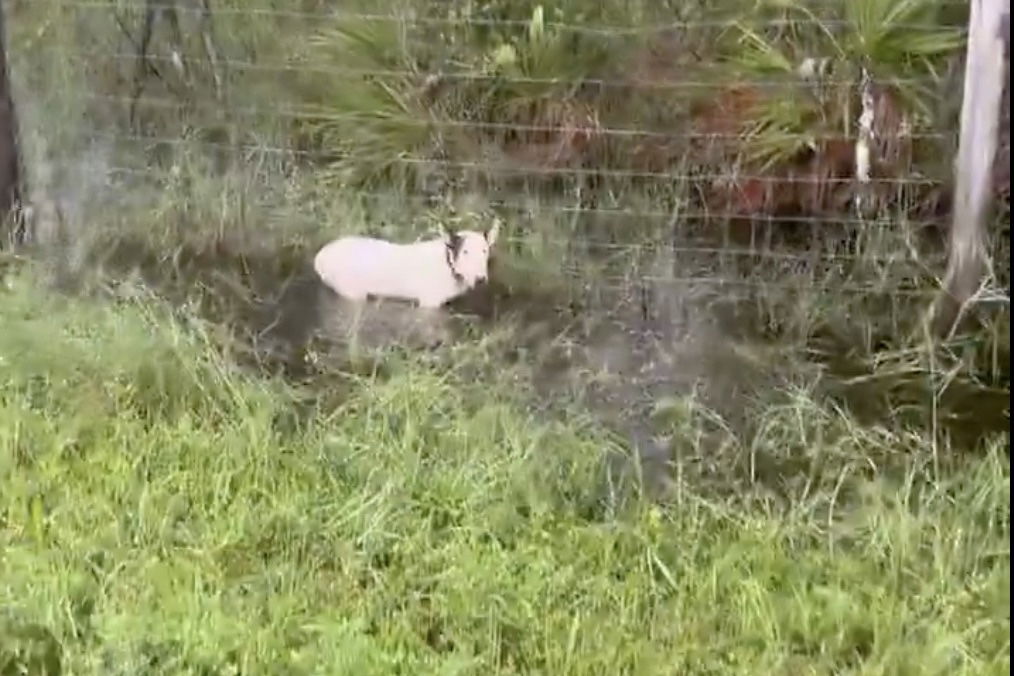 dog tied to fence hurricane milton florida