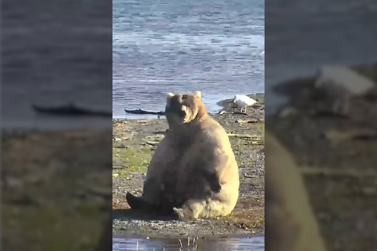 Fat Bear Week Delayed, Bear Kills Another Bear on Livestream