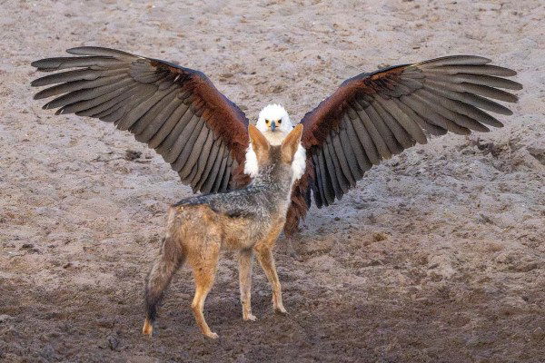 fish eagle jackal standoff africa