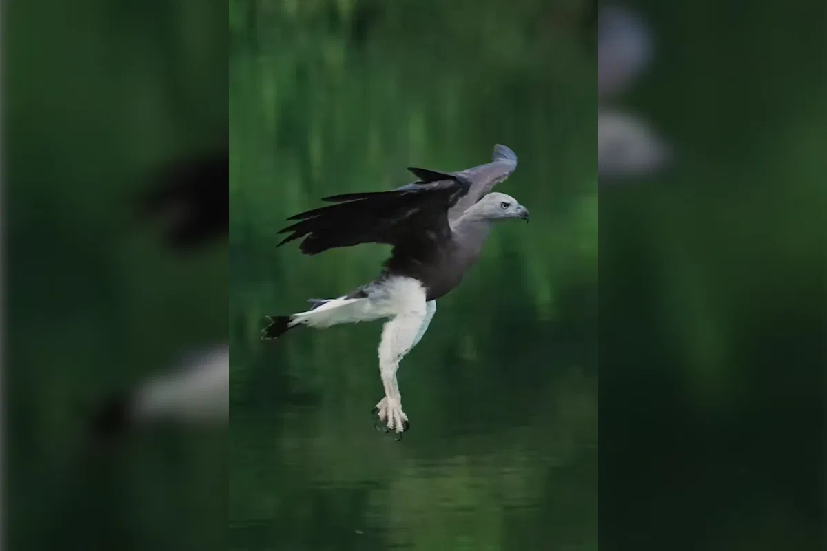 fish eagle video