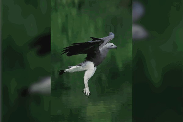 fish eagle video