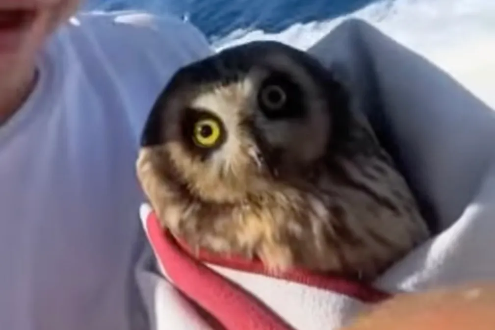 fishermen save owl