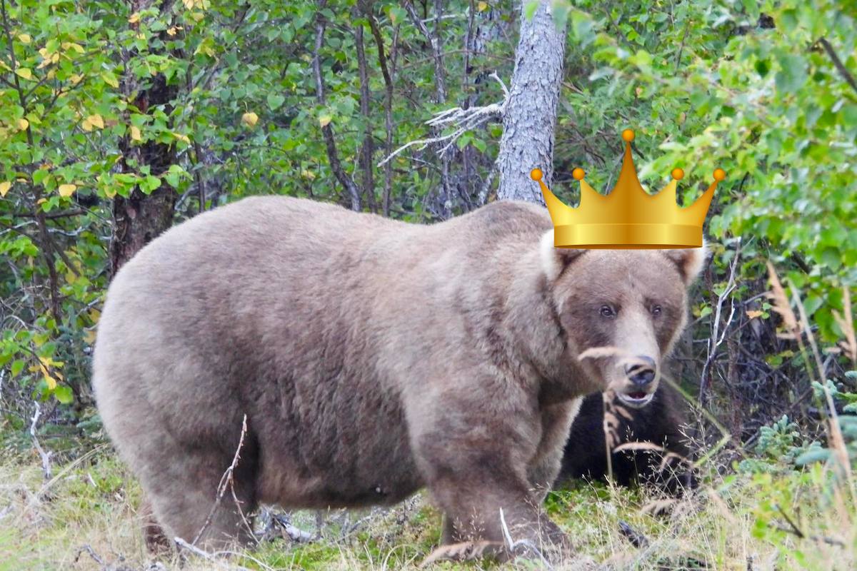 Meet the Winner of Fat Bear Week Grazer the Ginormous Grizzly