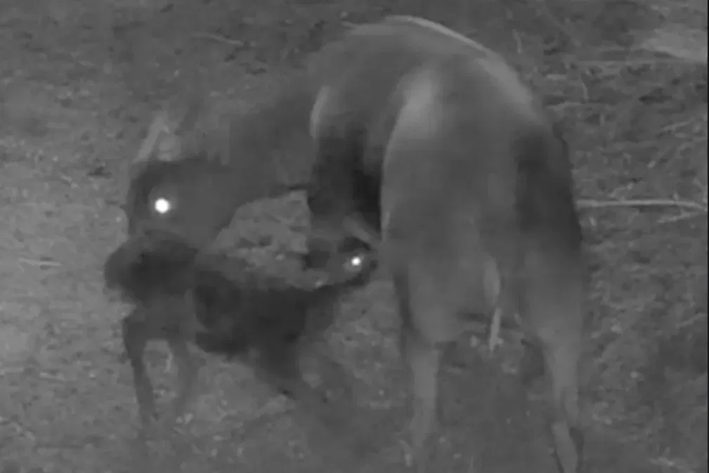 hidden camera rare anoa birth