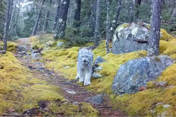 lynx trail cam