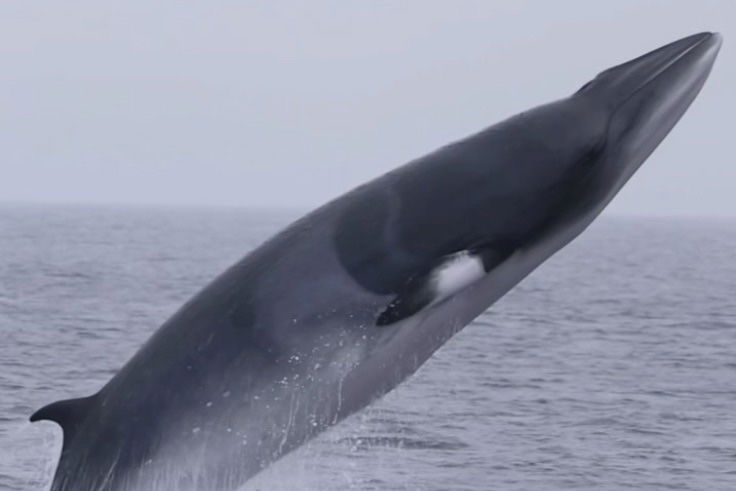 minke whale breaching video