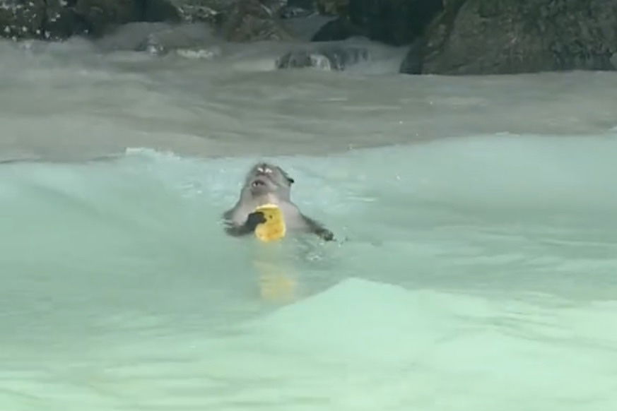 monkey eating fruit in waves thailand