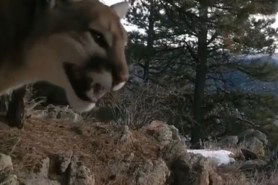 mountain lion chirps like bird