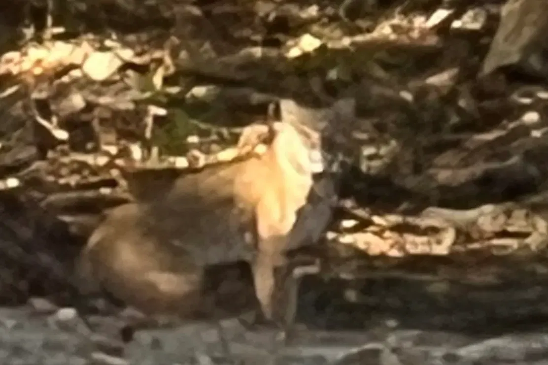 mountain lion or bobcat in New Hampshire