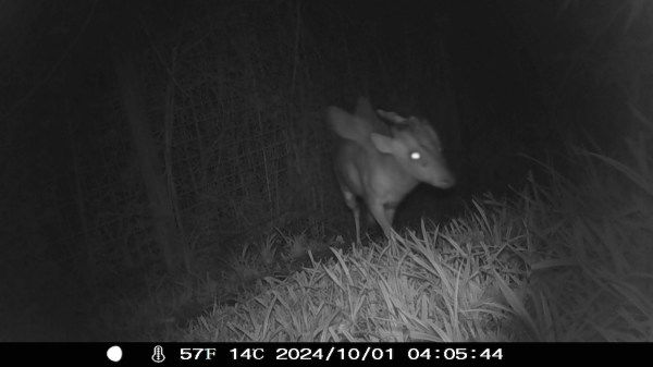 mythical creature trail cam