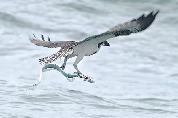 osprey catches ribbonfish