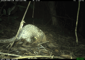 pangolin trail cam