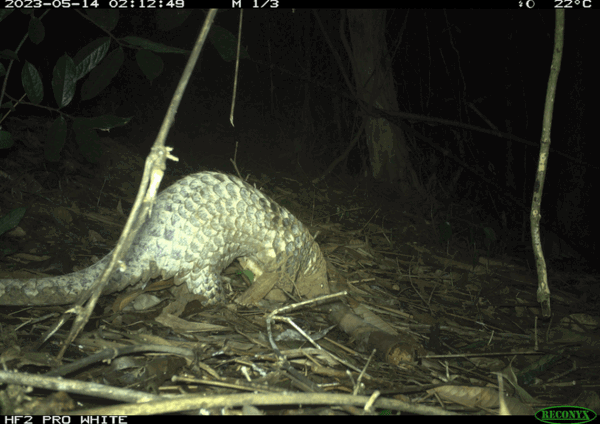 pangolin trail cam