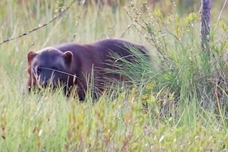 photographer films rare wolverine