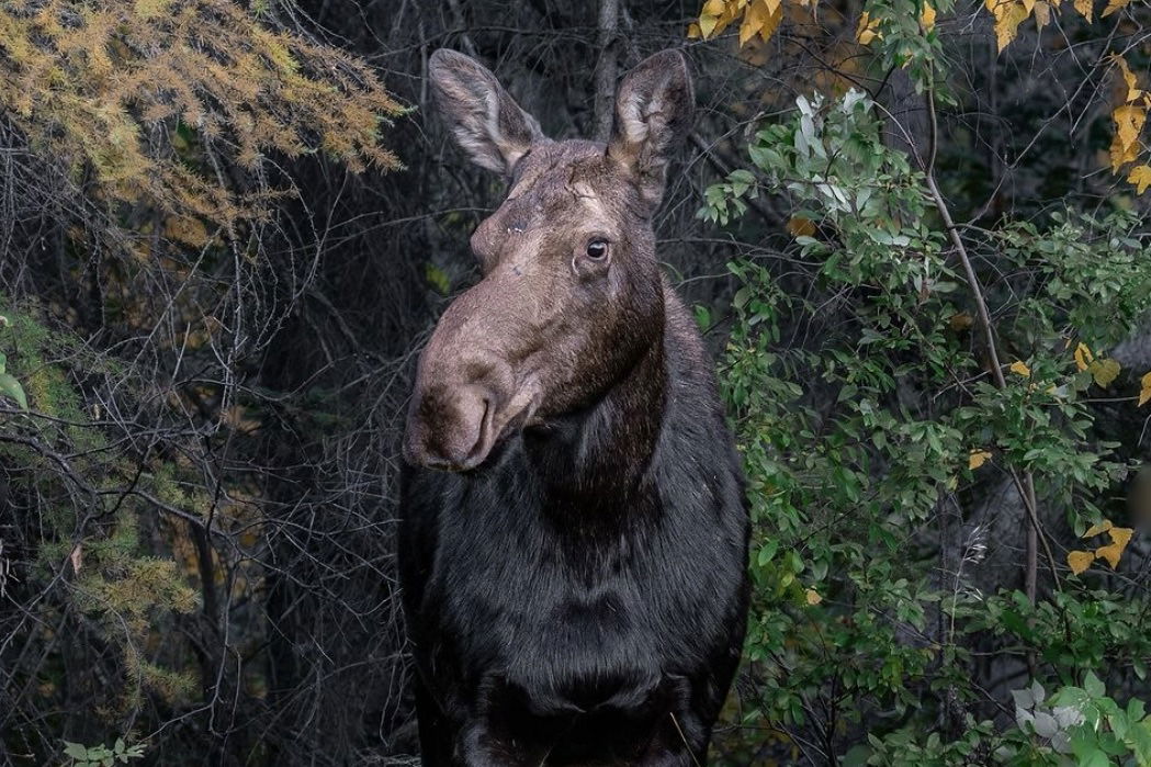 picturesque moose photo