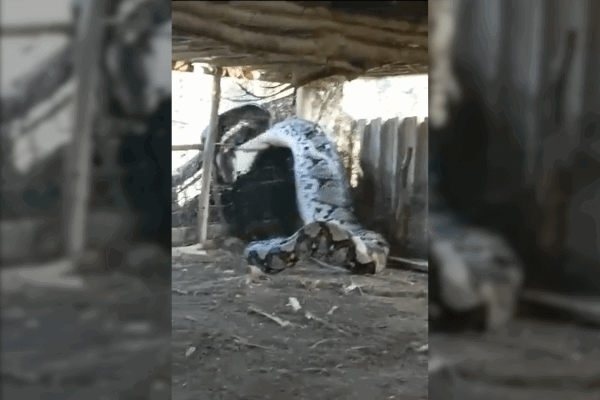 python eats cow video