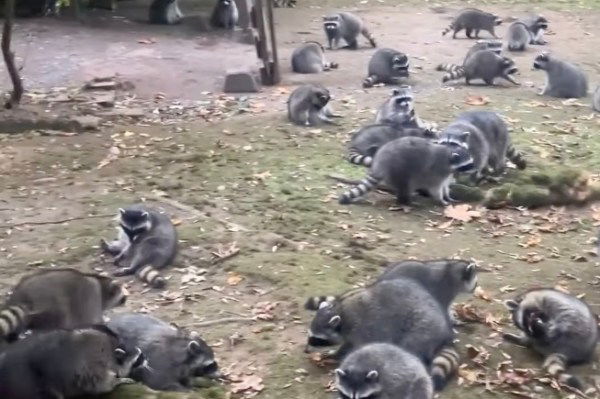 raccoon invasion washington